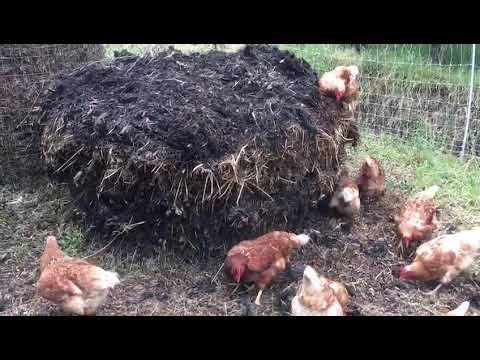 Chicken composting