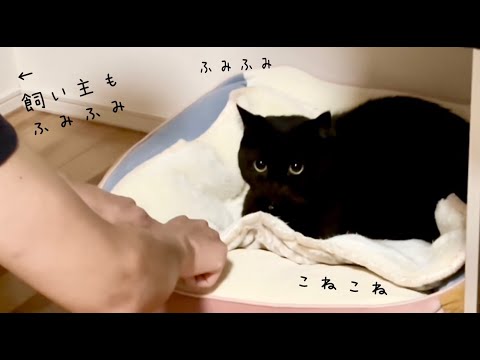 寝る前に飼い主と一緒にベッドをふみふみする黒猫