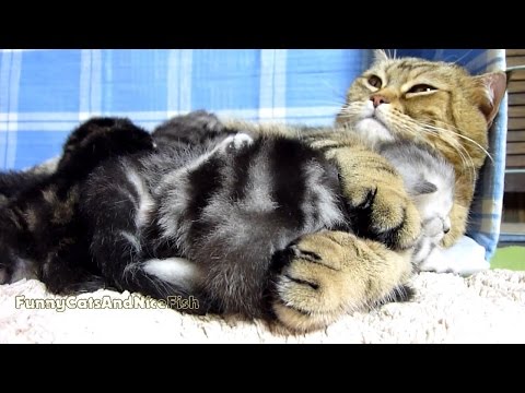 Mom Cat Hugs her Baby Scottish Fold cute kitten named Naomi