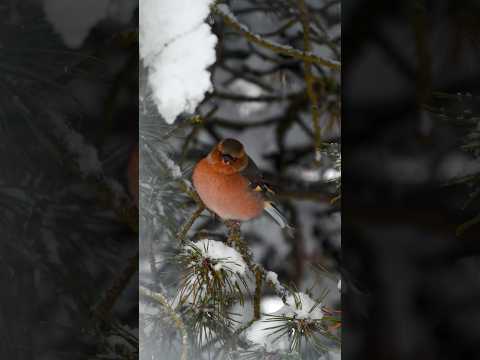 Cute winter birds 😍 #birdwatching