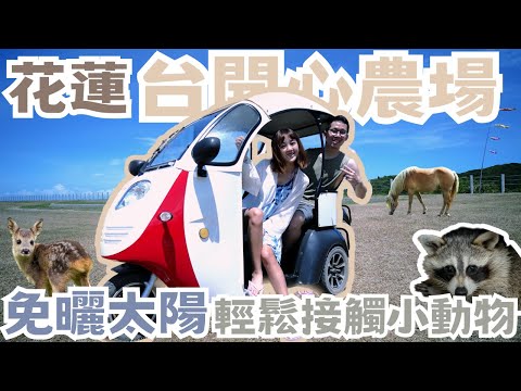 【花蓮旅遊】- 台開心農場‼️ 自駕電動車 來看看睡到翻肚的小浣熊｜帥氣馬兒濕背秀｜路上亂跑的孔雀