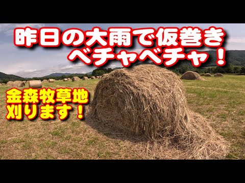 【トラクター】昨日の大雨で仮巻きずぶ濡れ！金森牧草地かります！