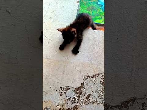 Just like a dog bat kitten jump #cat #cuteecats #funnycat #catlover #cutestreetcats