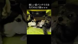 世界一優しい猫パンチで犬をなだめる子猫がかわいい