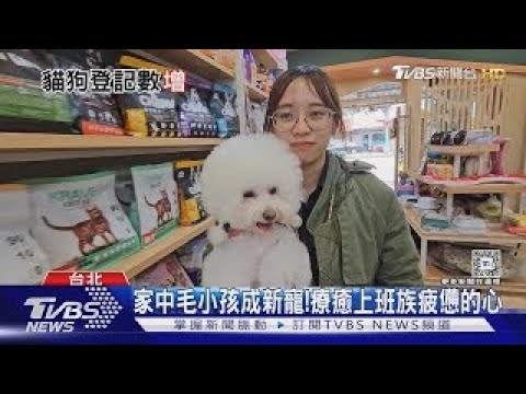 養寵物家人成趨勢！靜靜陪著就很療癒 免擔憂未來教育｜十點不一樣20241112