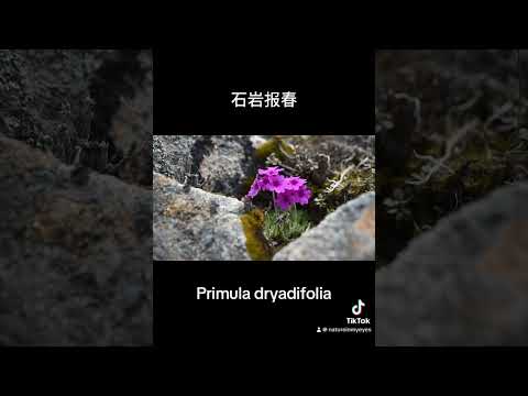 Primula dryadifolia 石岩报春