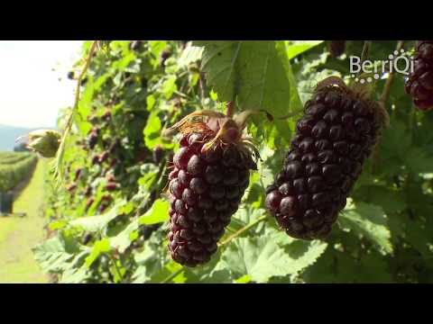 BerriQi - Visit to Boysenberry New Zealand Fruit Farm with Julian Raine