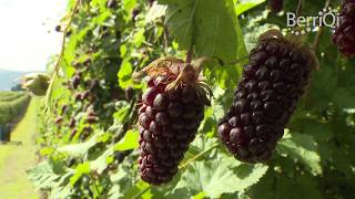 BerriQi - Visit to Boysenberry New Zealand Fruit Farm with Julian Raine