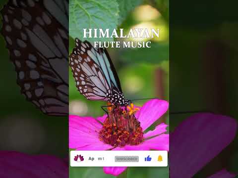 Morning Flute Music | Himalayan Flute Music | Meditation Music | (बाँसुरी) Aparmita Ep. 126 Shorts