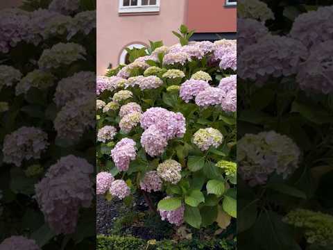 Driving down the famous Lombard street in San Francisco with sharp turns, hydrangeas and great views