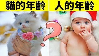 貓一歲等於人的幾歲？貓咪可以活多久？