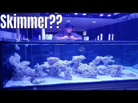 Protein skimmer while cycling reef aquarium