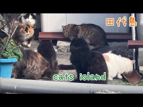 黒猫堂あたりで　ご飯時間撮影【田代島】【２０２４冬】【猫島巡り】