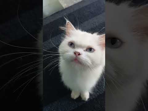 Beauty girl#cat#catlover#new#funny#catvideos#catshort#subscribe