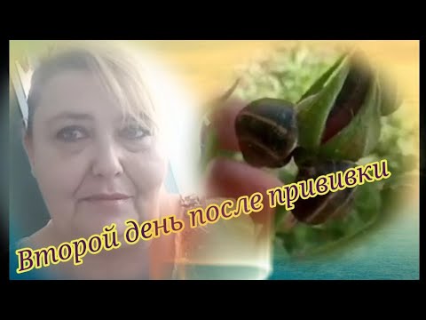 Влог. Прививка от Ковид второй день. Как я себя чувствую. Улитки достали