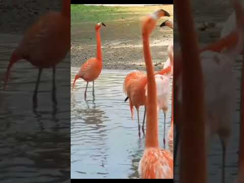 #birds#crane#flamingo#wildlife#nature#beauty