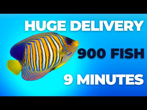 Huge fish delivery, over 900 marine fish in 9 minutes!