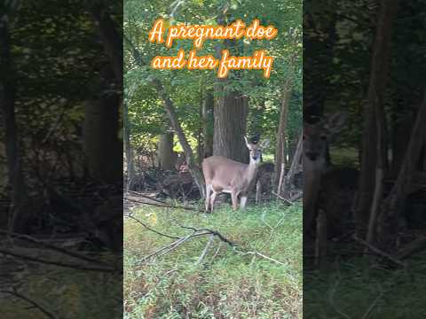 A pregnant doe and her family | Horizons_視野 | deer | white-tailed deer | wildlife | buck | animals