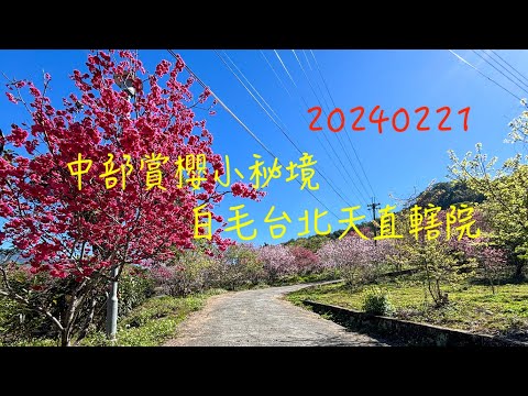 萬ㄟeye台灣20240221台中新社白毛台北天直轄院賞櫻   4K