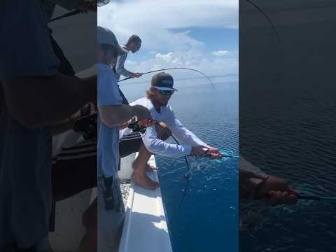 Sight fishing African Pomp and mangrove snapper #shortvideo #fishingcharter #shorts #fishing