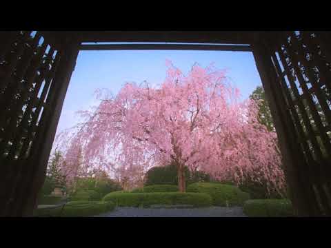 【TVCM】2013年 春「妙心寺･退蔵院」そうだ 京都、行こう。