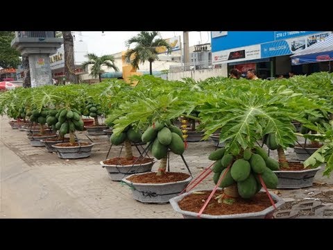 Papaya Air Layering Propagation - Amazing Agriculture Technology