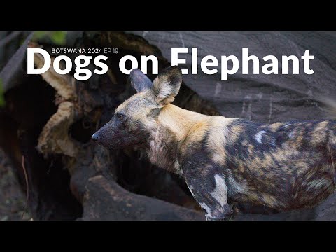 Wild Dogs on an Elephant Carcass - Botswana 2024 Wildlife Filmmaking BTS Ep 19