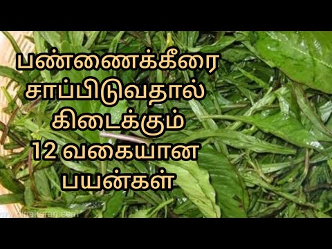 பண்ணைக் கீரை சாப்பிடுவதால் கிடைக்கும் 12 வகையான  பயன்கள் |by, Dr.Anita |farm spinach health benefits