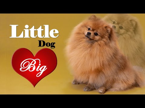 Pomeranian - In 2 Minutes! Fluffy, lively, loyal and spirited dog!