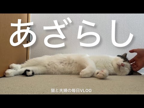 猫と夫婦の毎日VLOG#466 あざらし落ちてた