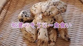 【松茸のそうじ、保存方法～虫くいまで】秋の味覚を無駄なくつかいたいですよね！