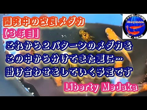 開発中の改良メダカ３年目…これから２パターンのメダカをこの中から分けてまた更に掛け合わせをしていく予定 #品種改良メダカ #メダカ #めだか #改良メダカ #メダカ繁殖 #LibertyMedaka