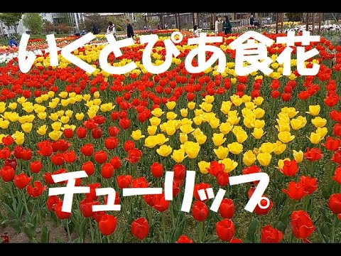 【チューリップ】いくとぴあ食花【新潟】