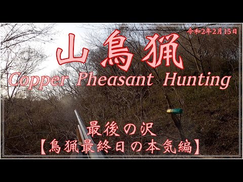 令和2年2月15日 山鳥猟 (Copper Pheasant Hunting) 鳥猟最終日の本気編　その⑤  with フランスブルトン