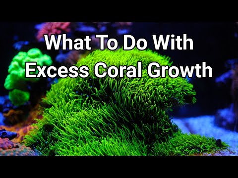 When Coral Growth Goes Bad | The Prestige Reef Dork Show Ep 50