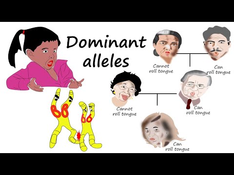 What is a dominant allele?