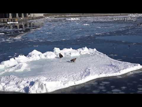 羅臼港流氷クルーズ オオワシ・オジロワシに遭遇 2018年2月26日