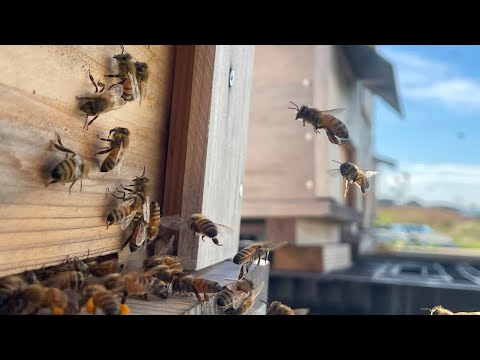 襲撃される⁉️換気窓を閉めに行く！