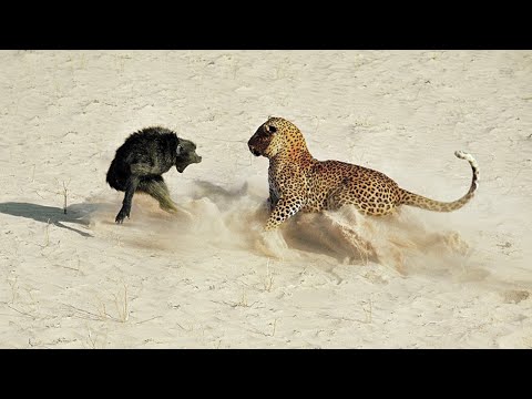 Times Animals Messed With The Wrong Opponent | Best Moments Of 2023 !