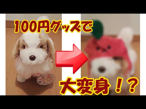 100均で売ってた動物用おしゃれグッズをてつに付けてみたら...?