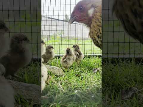 Unexpected Chicks #broodyhen #babychicks #chickens