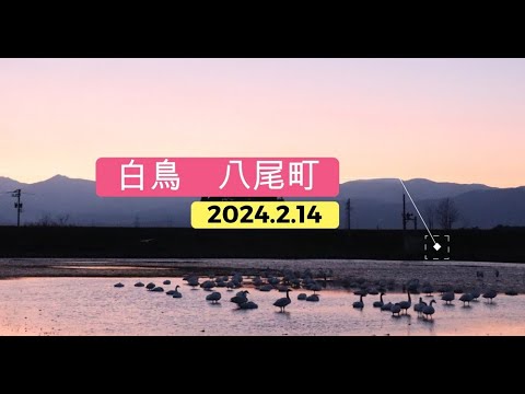 今シーズンラスト白鳥   八尾町　2024 2 14