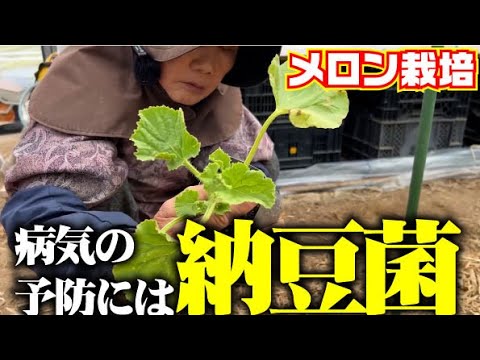 【化学農薬使わずメロン栽培】菌には菌で対処！最強の菌【納豆菌】に働いてもらいます【ころたん】【四万十の初夏】【メロン】【まくわ瓜】