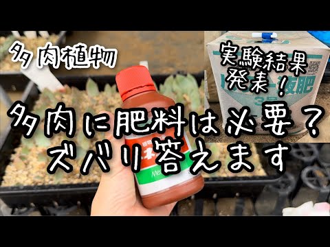 【多肉植物】多肉に肥料は必要⁉︎メネデールや液肥について