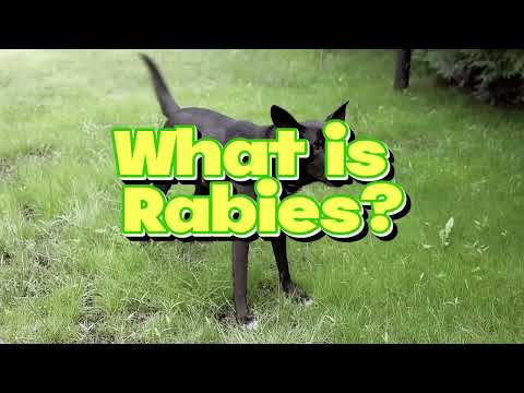 Ano ba ang Rabies?