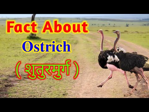 ostrich fact शुतुरमुर्ग #short #a2sir