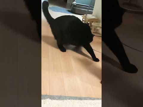 キレが良すぎる…#ねずみのしっぽ#ねこ動画 #黒猫#保護猫と暮らす #cat