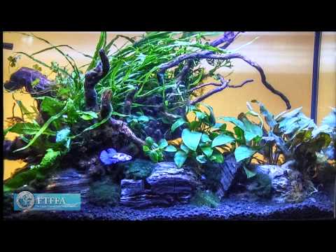 Choosing the Right Aquarium Plant for My Store