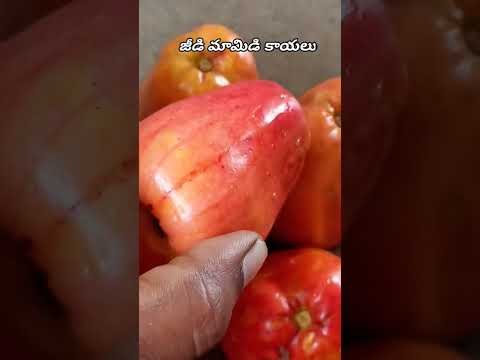 జీడి మామిడి కాయలు || తిన్న వాళ్ళందరూ ఒక లైక్|| Short