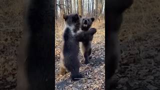 Adorable Baby Bears🐻 Cute Cubs | Funny Bear | Funny Animal Videos #bear #animals #cute #shorts